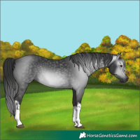 Horse Color:Gray White Spotted Liver Chestnut 