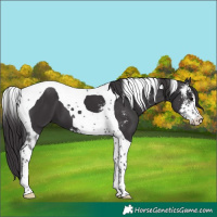 Horse Color:Smoky Black Sabino Tobiano 