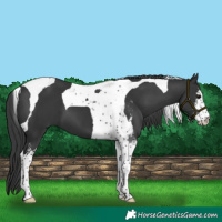 Horse Color:Black Sabino Tobiano 