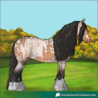 Horse Color:Bay Dun  and Bay Roan Dun 