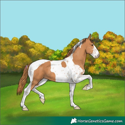 Horse Color:Chestnut Sabino Tobiano 