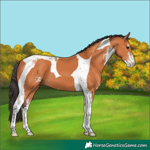 Horse Color:Bay Sabino Tobiano