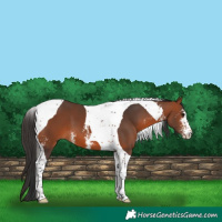 Horse Color:Bay Sabino Tobiano 