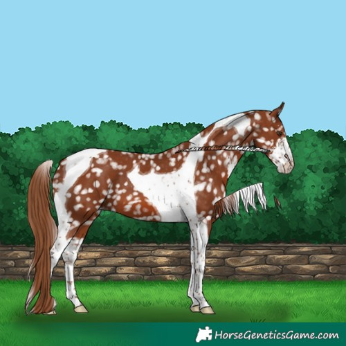 Horse Color:Chestnut Sabino Tobiano Appaloosa 
