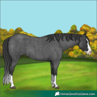 Horse Color:Blue Roan Splash 