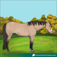 Horse Color:Bay Roan Dun Splash 