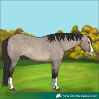 Horse Color:Brown Roan Dun Splash 