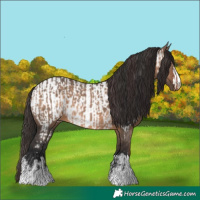Horse Color:Brown Dun and Brown Dun Appaloosa