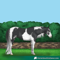 Horse Color:Black Sabino Tobiano 