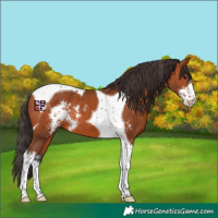 Horse Color:Bay Sabino Tobiano