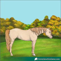 Horse Color:Gold Champagne Dun 