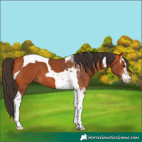Horse Color:Bay Sabino Tobiano 