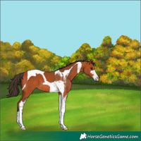 Horse Color:Bay Sabino Tobiano 