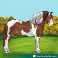 Horse Color:Chestnut Sabino Tobiano 