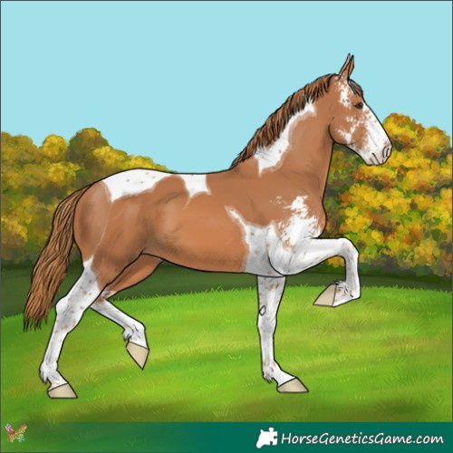 Horse Color:Chestnut Sabino Tobiano 