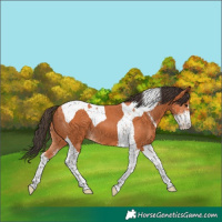 Horse Color:Bay Sabino Tobiano 