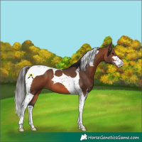 Horse Color:Bay Sabino Tobiano 