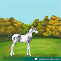 Horse Color:White Spotted Black Splash Tobiano Frame Appaloosa 
