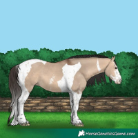Horse Color:Bay Dun Sabino Tobiano 