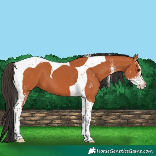 Horse Color:Bay Sabino Tobiano 