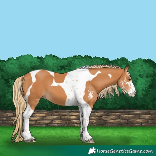 Horse Color:Chestnut Sabino Tobiano 