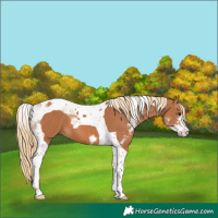 Horse Color:Chestnut Sabino Tobiano