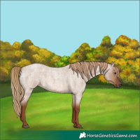 Horse Color:Red Dun Roan 