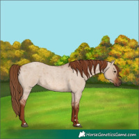 Horse Color:Red Dun Roan 