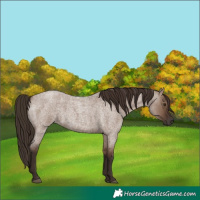 Horse Color:Liver Red Dun Roan 