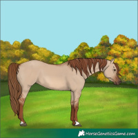 Horse Color:Red Dun 