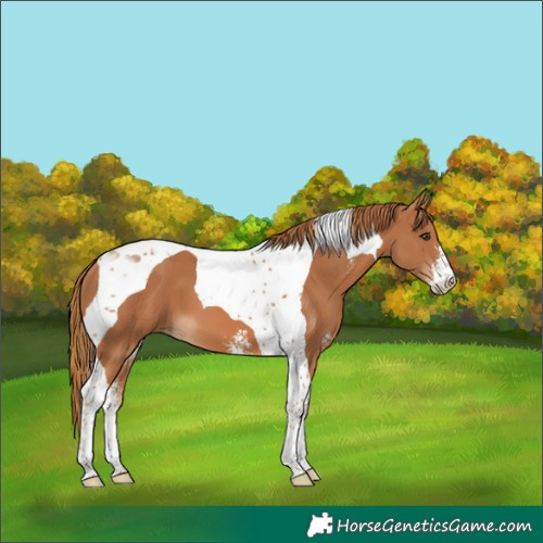 Horse Color:Chestnut Sabino Tobiano 