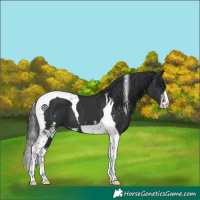 Horse Color:Black Sabino Tobiano