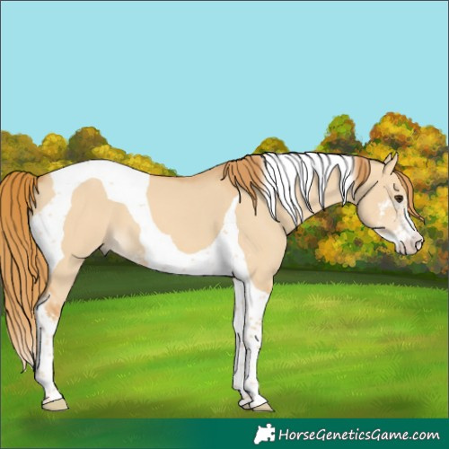 Horse Color:Red Dun Sabino Tobiano