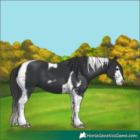 Horse Color:Black Sabino Tobiano 
