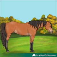 Horse Color:Bay 