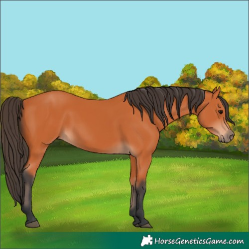 Horse Color:Unknown 