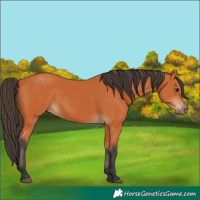 Horse Color:Unknown 