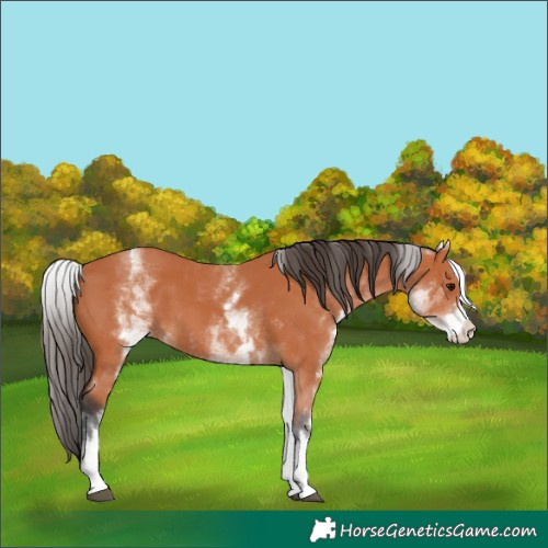 Horse Color:White Spotted Bay 