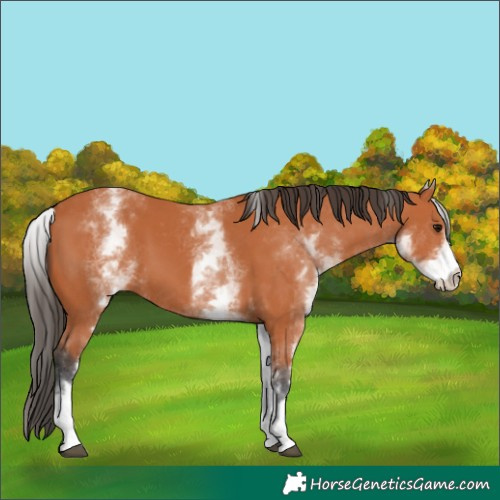 Horse Color:Unknown 