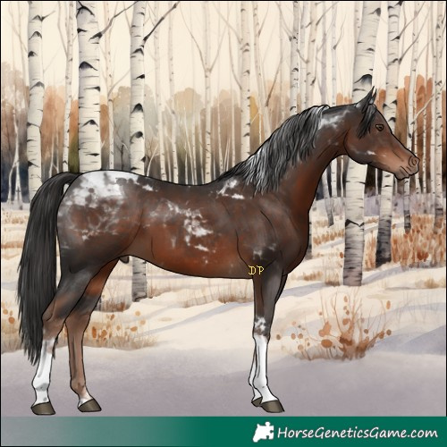 Horse Color:Liver Chestnut Tobiano 