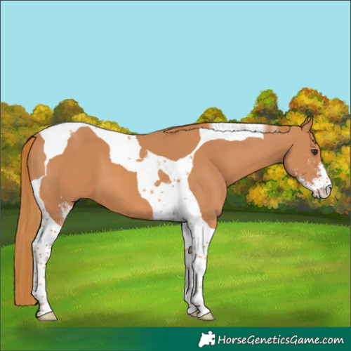 Horse Color:Chestnut Sabino Tobiano 