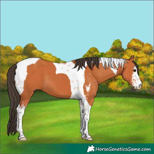 Horse Color:Bay Sabino Tobiano