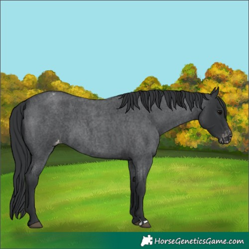 Horse Color:Blue Roan Appaloosa 