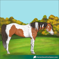 Horse Color:Bay Sabino Tobiano
