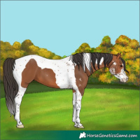 Horse Color:Bay Sabino Tobiano 