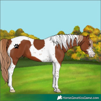 Horse Color:Chestnut Sabino Tobiano