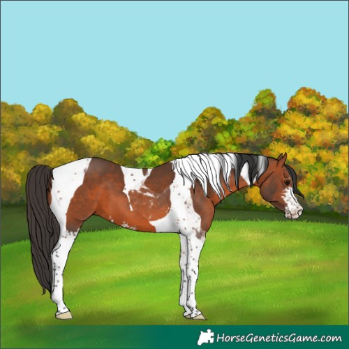 Horse Color:Bay Sabino Tobiano