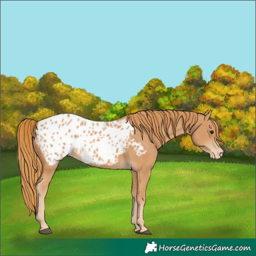 Horse Color:Chestnut Appaloosa 