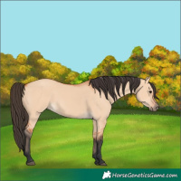 Horse Color:Bay Dun 