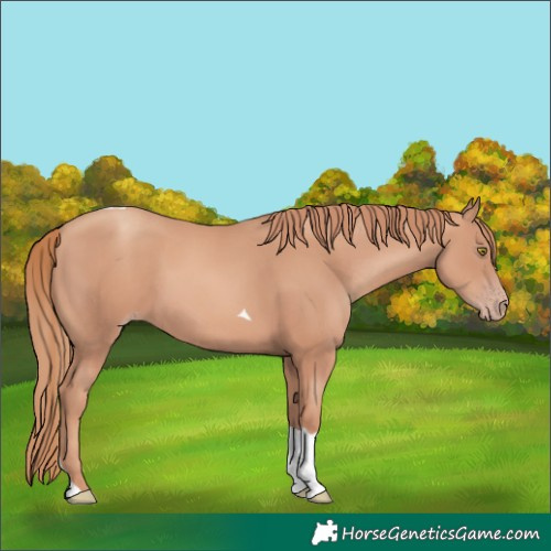 Horse Color:Gold Champagne Tobiano